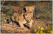 Nicka’s two cubs