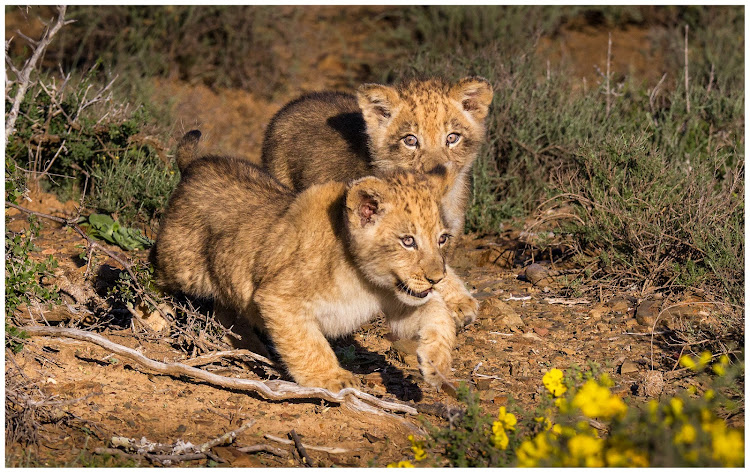 Nicka’s two cubs