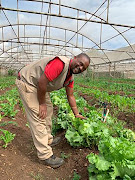 The food hub produces spinach, spring onion, tomato, sugar cane, rosemary, sage and geranium.