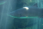 A Ragged-tooth shark.