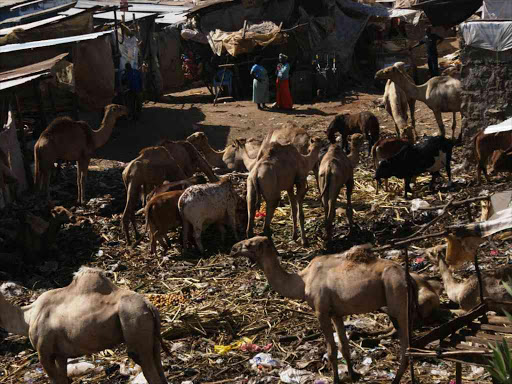Stephen Kariuki’s camel herd digs into the morning helpings of fruit and vegetable waste thrown away by traders at Githurai market on the fringes of Nairobi. /REUTERS