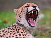 A cheetah yawns.