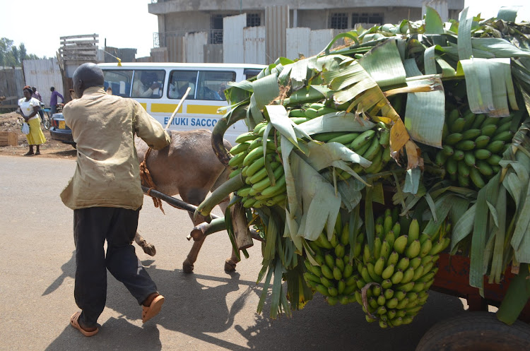 A farmer ferries bananas to a local market.