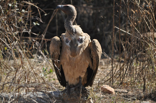 A vulture in the Kruger Park.