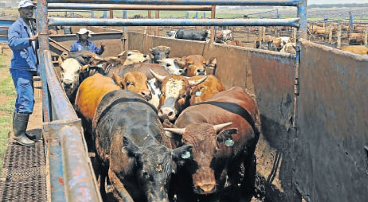 Cattle in feeding pens before being loaded onto trucks. SA’s beef farmers could take a hit with the closure of steakhouses and other restaurants.