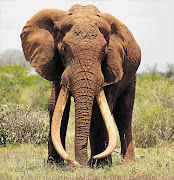 DYING BREED: Satao, one of Kenya's best recognised elephants, was killed by poachers at the weekend in a remote corner of Tsavo East National Park