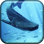 Whale Shark Live Wallpaper Apk