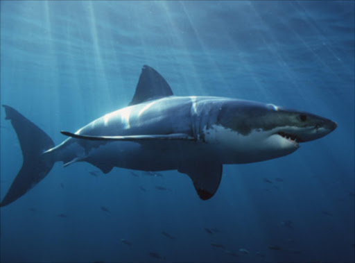 A White Shark. File photo.