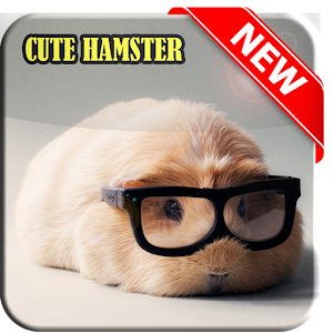 Download Cute Hamster Wallpapers For PC Windows and Mac