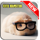 Download Cute Hamster Wallpapers For PC Windows and Mac 1.0