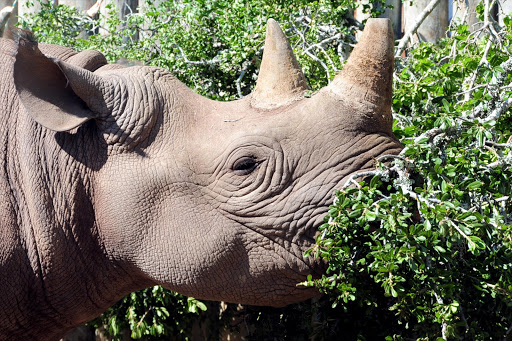 A black rhino on March 29, 2012 in South Africa. The rhino was airlifted to an undisclosed location to protect the endangered animal from poachers.