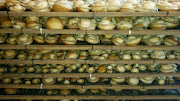 Abalone valued at approximately R7.5 million