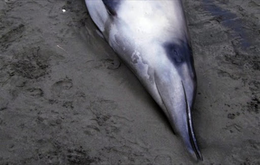 A spade toothed beaked whale.