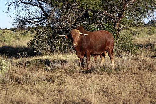 A bull of the Afrikaner cattle breed