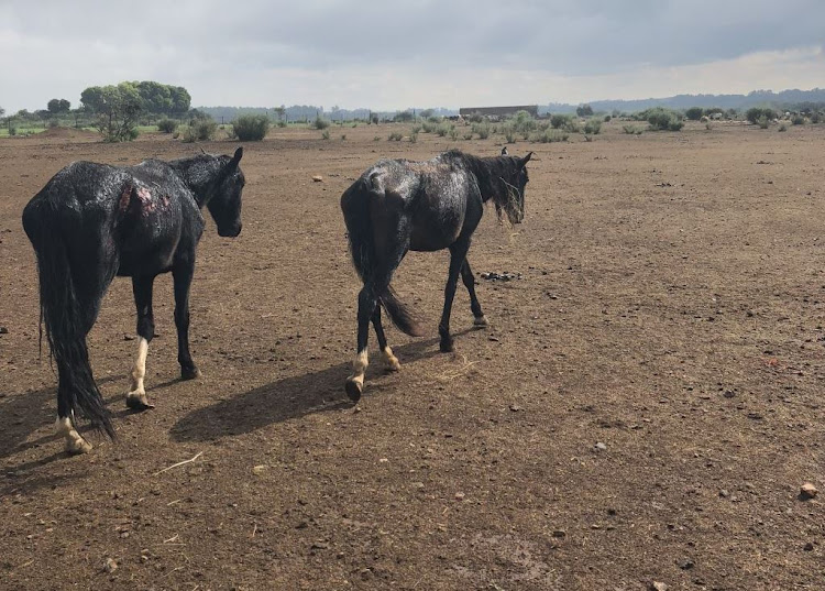 South Africa's military horses were found to be suffering from starvation.