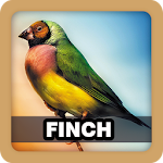 Finch Bird Singing Sound Apk
