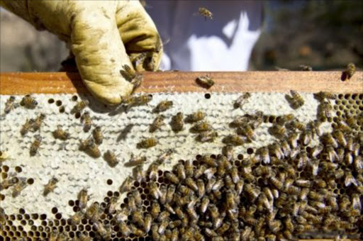 Bees. File photo.