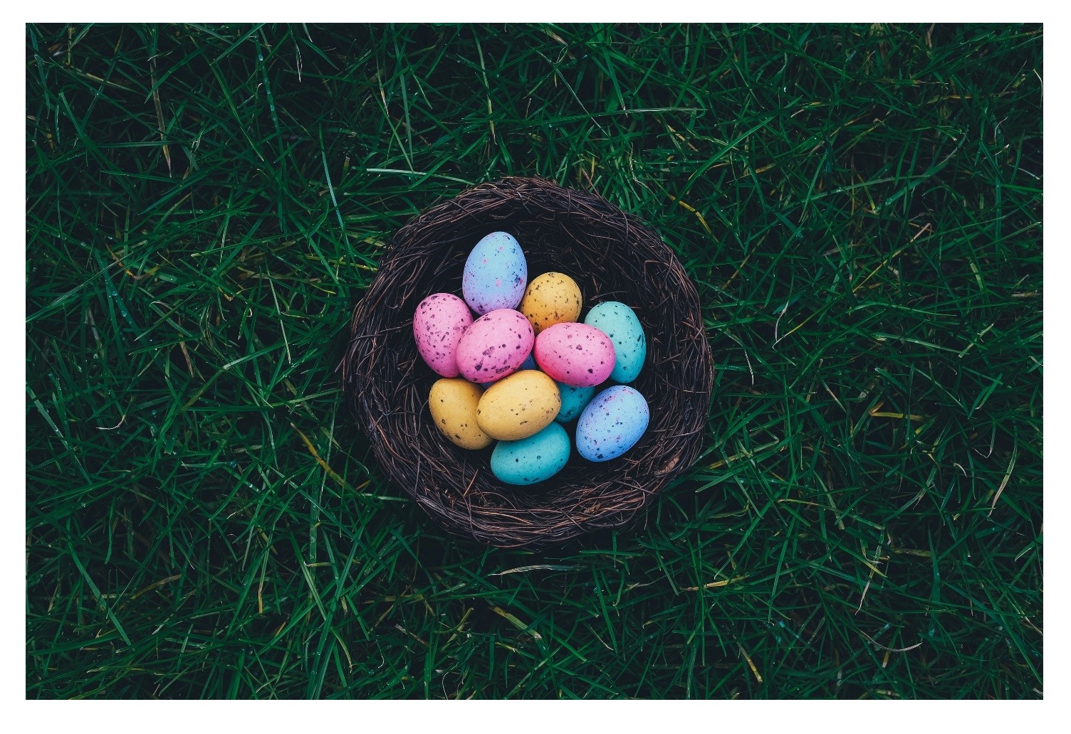 eggs