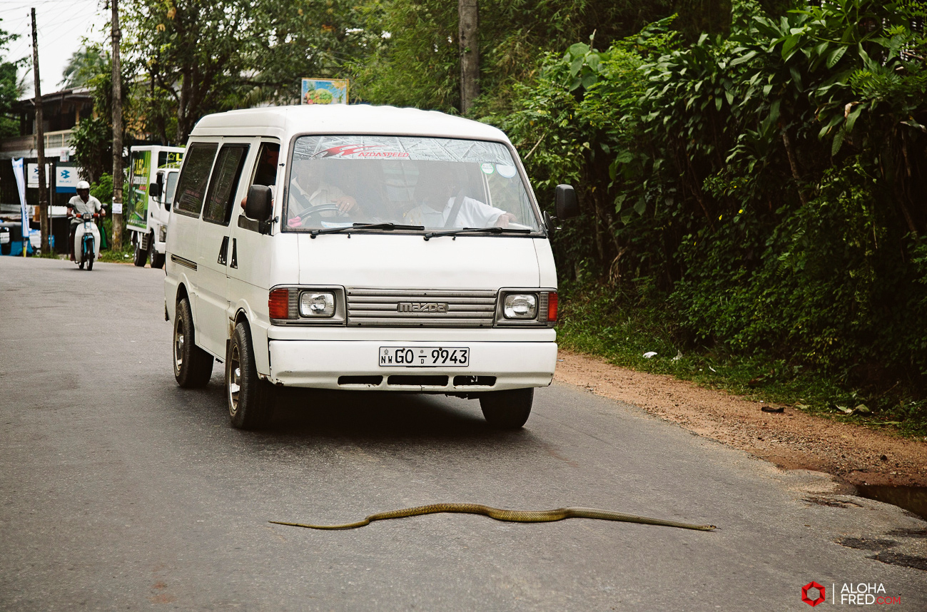 0078 - Sri Lanka - CP1A7533