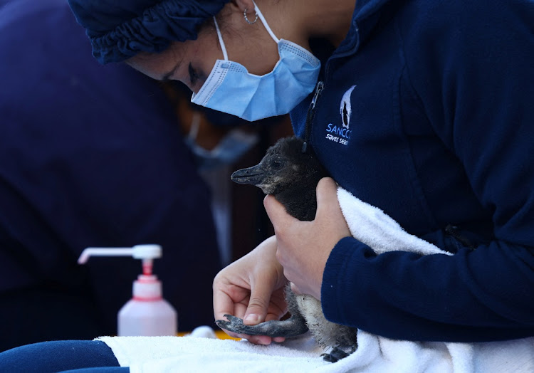 A penguin carer handles a chick at South African Foundation for the Conservation of Coastal Birds rehabilitation centre, where the centre has been incubating over 200 eggs of the endangered African penguin that were rescued from two penguin colonies since the start of the year.