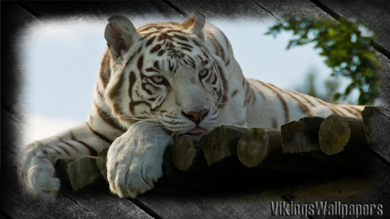 How to install White Tiger Wallpaper 1.0 apk for bluestacks