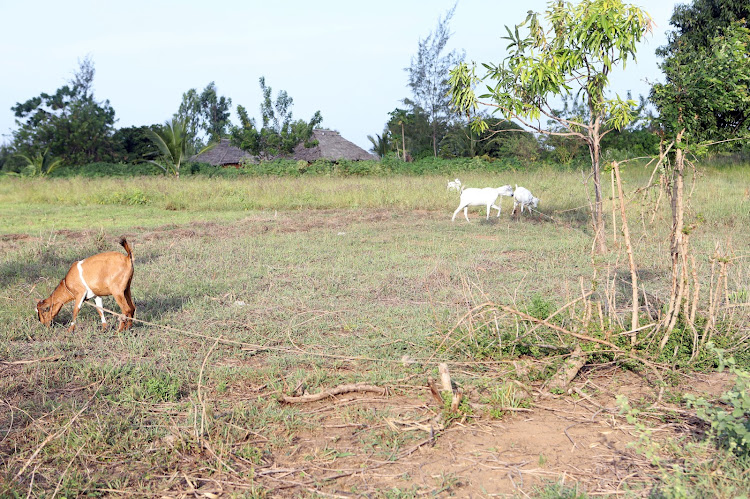 Mwanasiti Juba's goats bought using eco-credit funds at her homestead in Nyumba Sita village on December 13