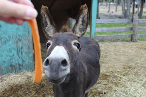 donkey eating carrot