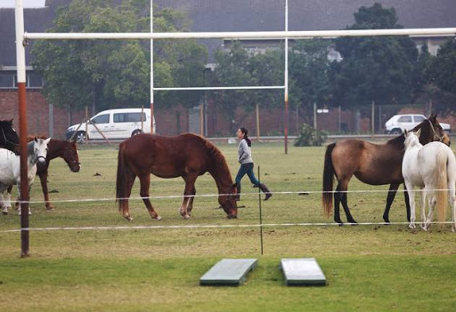 Horses find sanctuary on Knysna Primary school sportsfield.