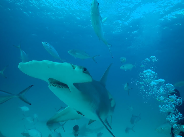 A bull sharks on a great hammerhead off the coast of Florida, US, is investigated in an episode of the 'When Sharks Attack' series in SHARKFEST