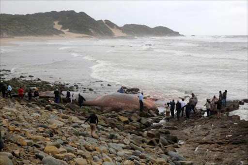 An adult male sperm whale measuring 18.4 meters in length washed up along Eastern Beach. PICTURE ALAN EASON