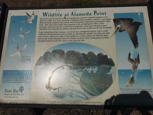 The waters of San Francisco Bay surrounding the island of Alameda support a rich diversity of life. The rocky shoreline of Alameda Point provides a surface where many different kinds of plants and...