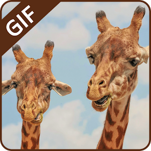 Download Funny Animal GIF Collection For PC Windows and Mac