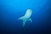 A whale shark.