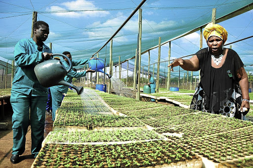 Farmer Mphedziseni Selina Mulovhedzi was recently awarded the Ministerial Special Award in the category of Disabled Female Entrepreneur 2018 by the department of agriculture, forestry and fisheries.