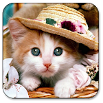 Cat Live Wallpaper Apk