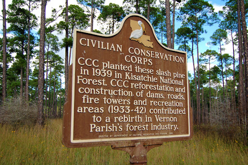  CCC planted these slash pine in 1939 in Kisatchie National Forest. CCC reforestation and construction of dams, roads, fire towers and recreation areas (1933-42) contributed to a rebirth in Vernon...