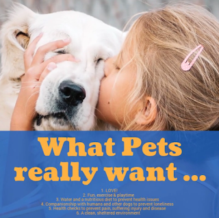What pets really want - pet resort yarra valley