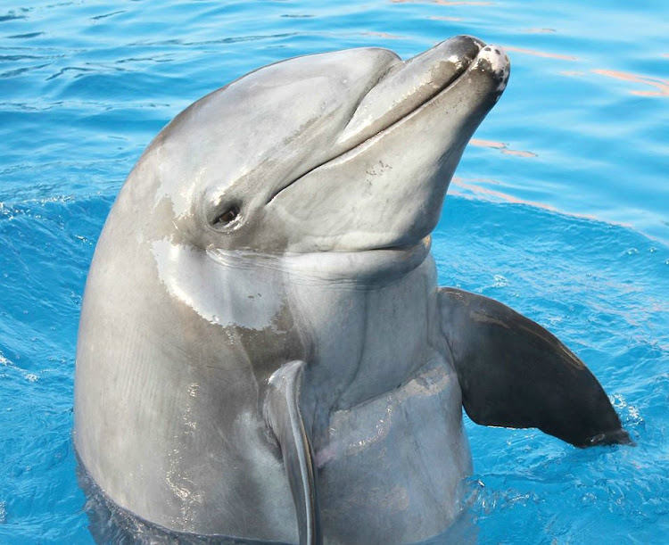 Gambit, the beloved bottlenose dolphin who thrilled visitors at uShaka Marine World, died on Monday.