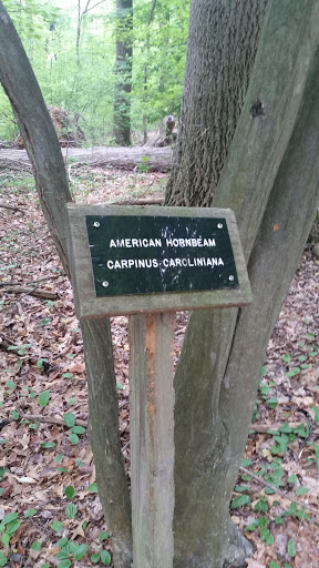 American Hornbeam