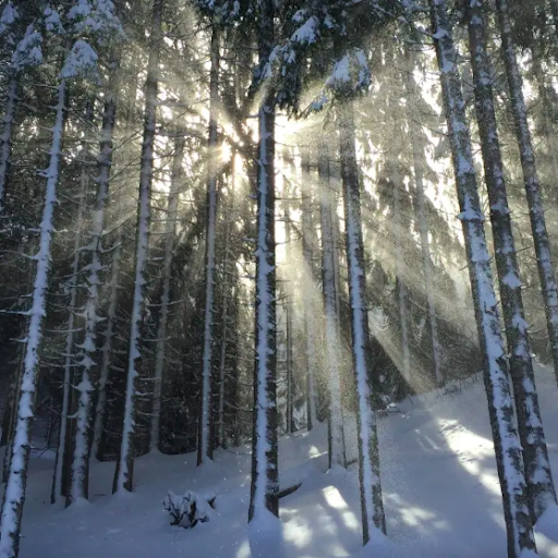 Living seasonally: Tune into Winter