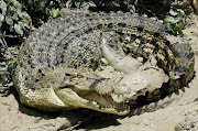 Crocodile. File photo