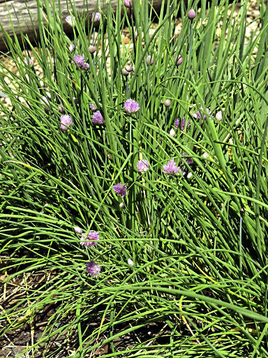 Along with being eaten raw, chives can be used to flavour oil, vinegar or salt.