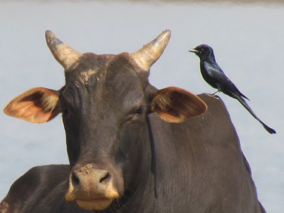 Image result for black drongo cattle