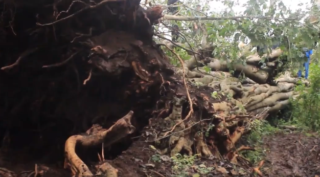 Mugumo tree falls in Meru.