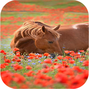 Download Horse Wallpapers For PC Windows and Mac