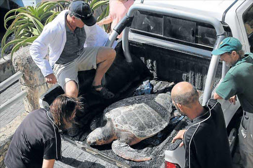 MOVING ON: Toughey the loggerhead turtle arrives at the East London Aquarium a month ago after washing up at Chintsa West. Yesterday he received a lift to Bayworld in Port Elizabeth for further treatment after struggling to feed Picture: FILE