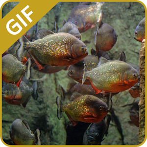 Download Fish Aquarium GIF For PC Windows and Mac