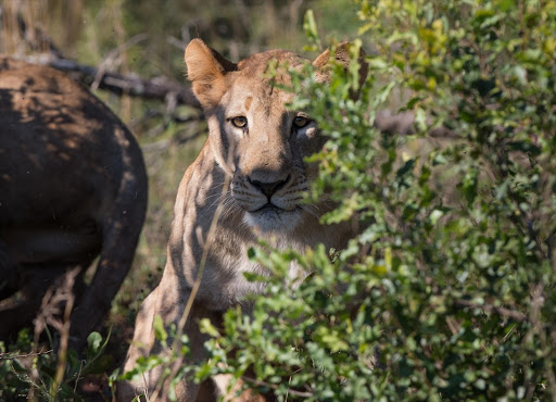 A wary lioness surveys her new home in the Somkhanda Game Reserve north of Mkhuze, in KwaZulu-Natal.