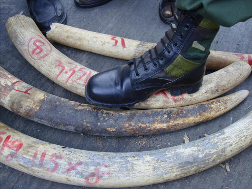 Two people were arrested on Monday for trying to sell ivory in Suswa /NOBERT ALLAN