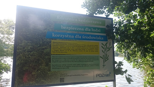 Rdestnica Kędzierzawa